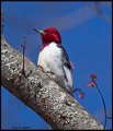 _7SB3981 red-headed woodpecker